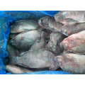 Frozen Tilapia Fish Whole Round Tilapia For Wholesale